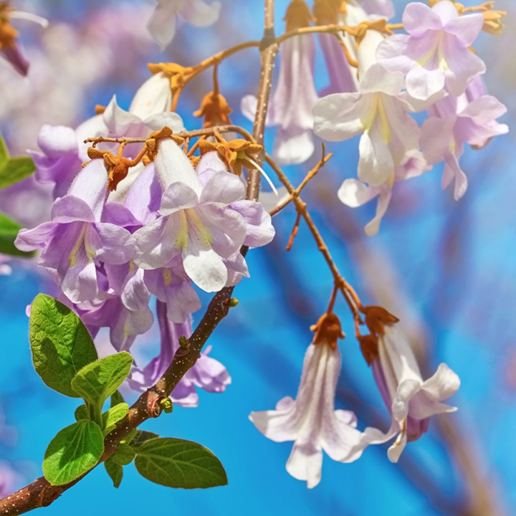 Paulownia fortunei April Light - Arbre du dragon