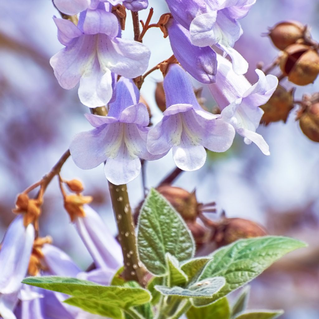 Paulownia fortunei April Light - Arbre du dragon