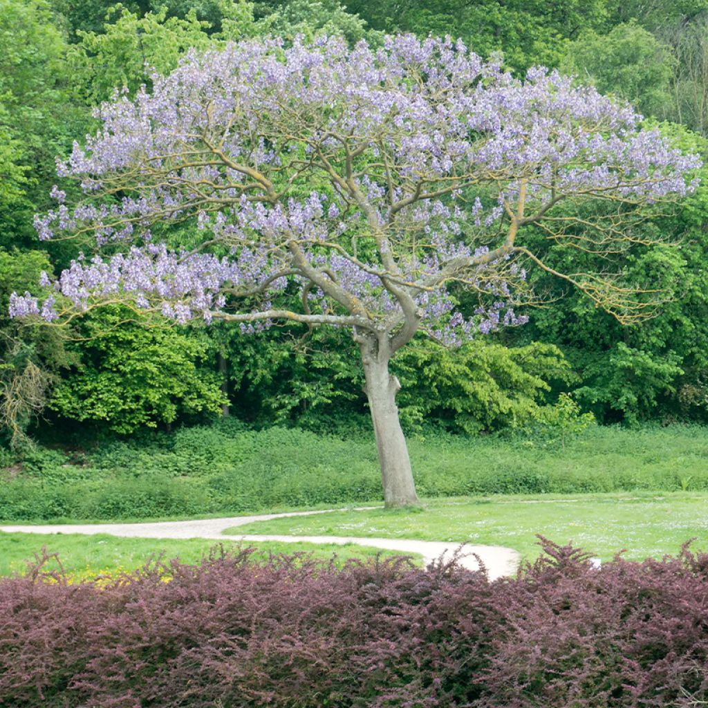 Paulownia tomentosa Hulsdonk - Arbre impérial à floraison printanière  précoce