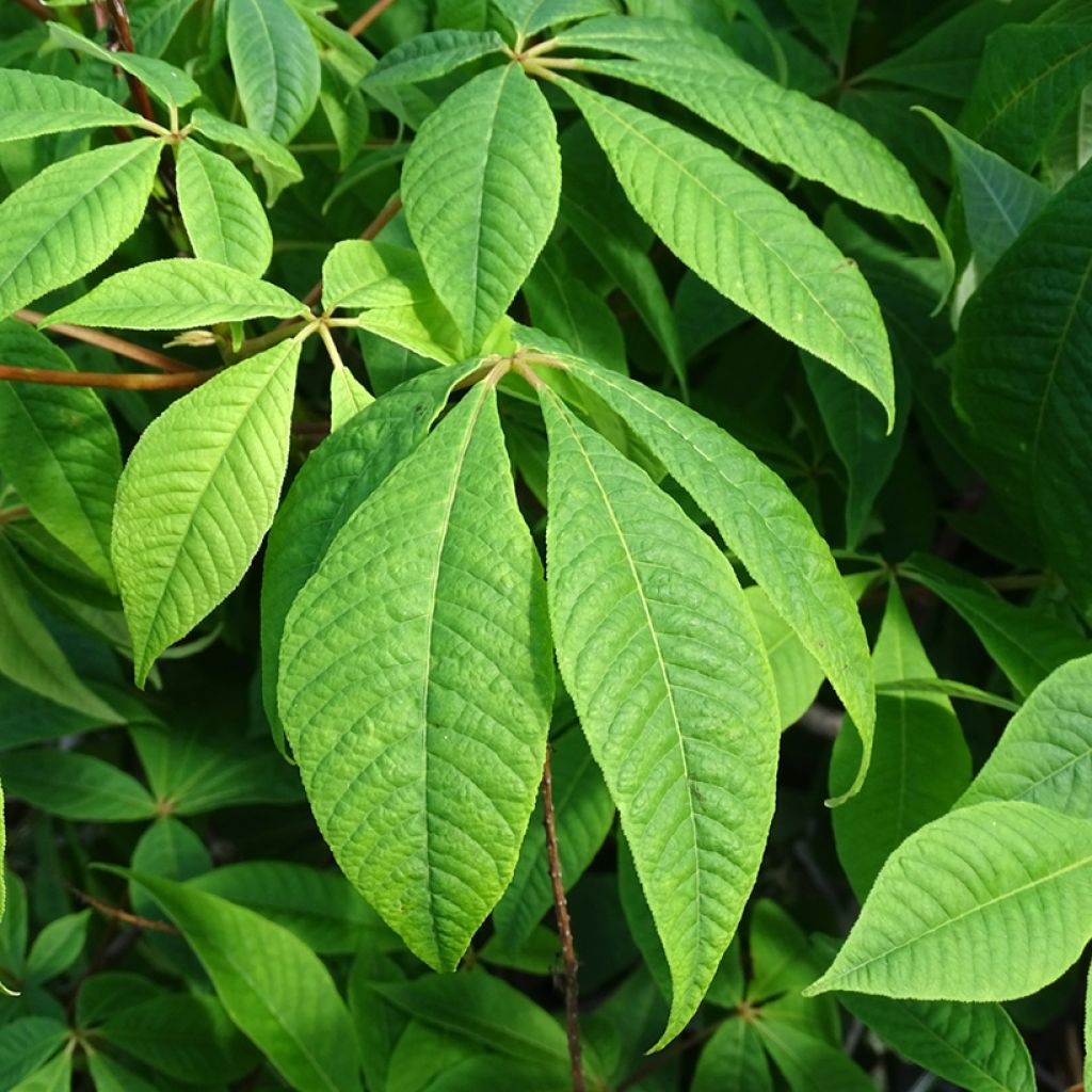 Pavier blanc - Aesculus parviflora