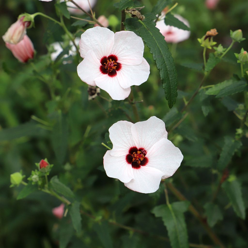 Pavonia hastata - Pavonie hastée