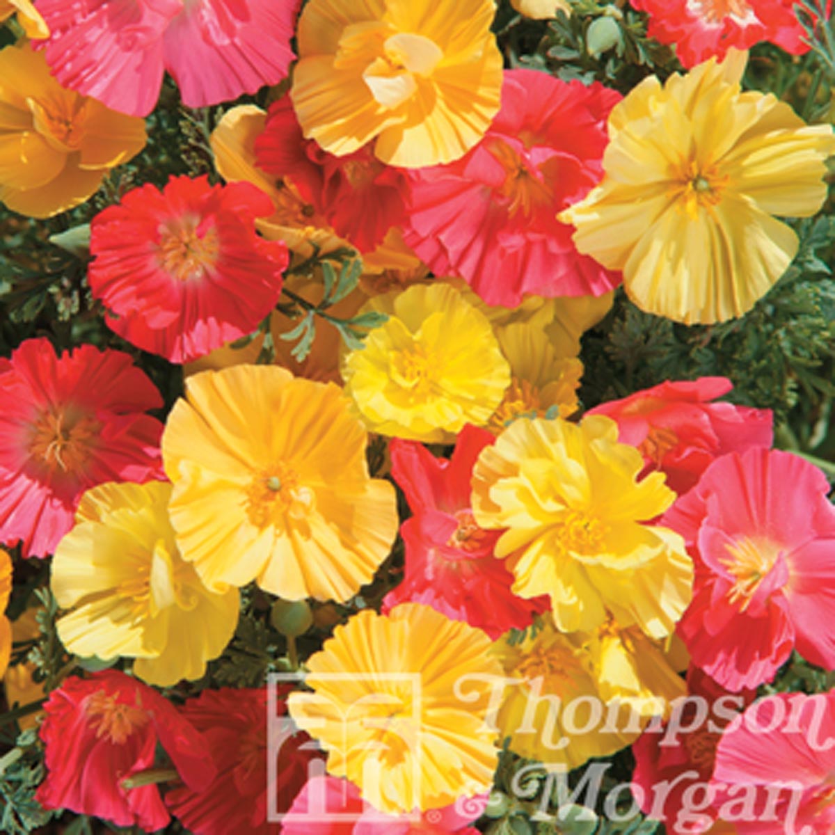 Graines De Pavot De Californie Blanc - Eschscholzia Californica 'White' - 200 Graines - Jardin Sec