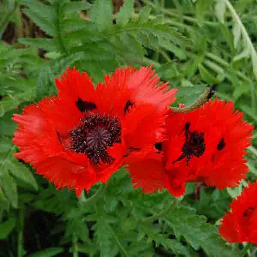 Pavot d Orient - Papaver orientale Turkenlouis