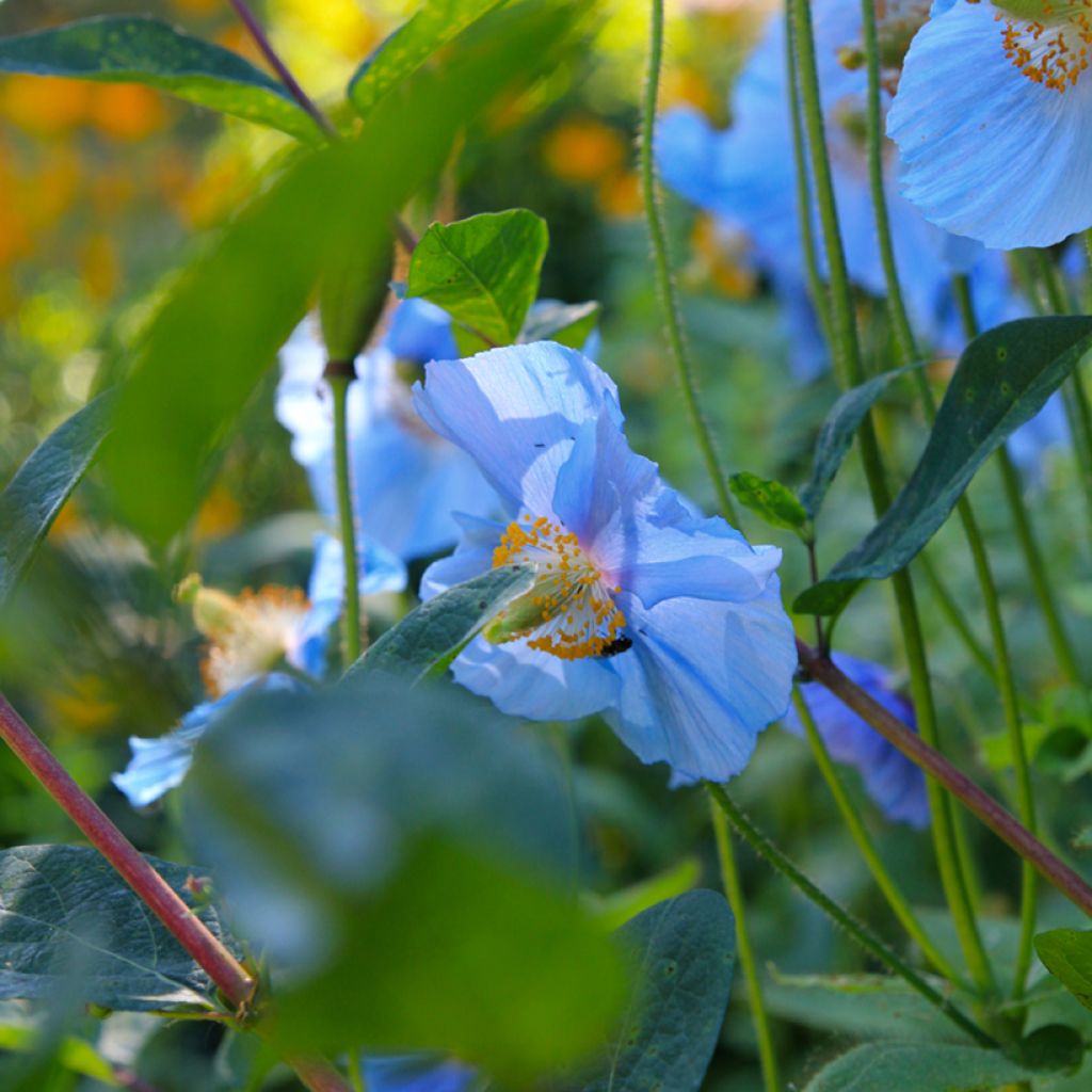 Pavot bleu de l Himalaya - Meconopsis betonicifolia