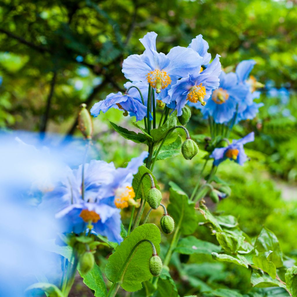 Pavot bleu de l Himalaya - Meconopsis betonicifolia