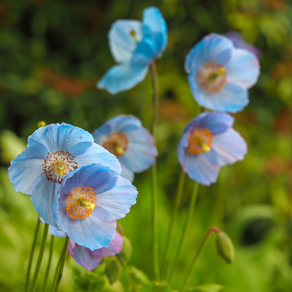 Pavot bleu de l Himalaya - Meconopsis betonicifolia