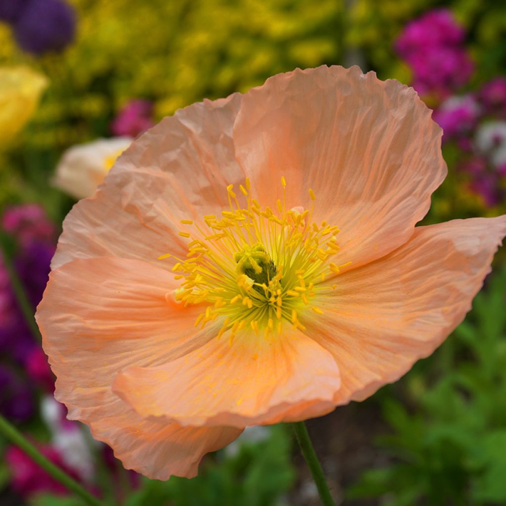 Pavot d'Islande, Pavot nudicaule, Papaver nudicaule : planter