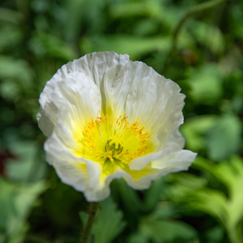 Pavot d'Islande, Pavot nudicaule, Papaver nudicaule : planter