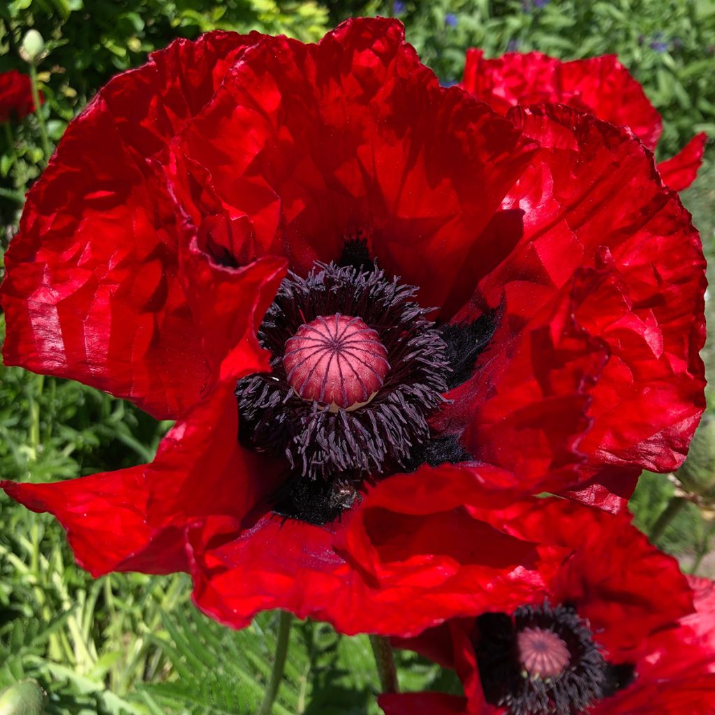 Pavot d'Orient Heartbeat - Papaver orientale