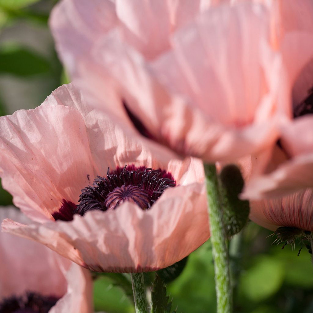 Pavot d'Orient Little Dancing Girl - Papaver orientale