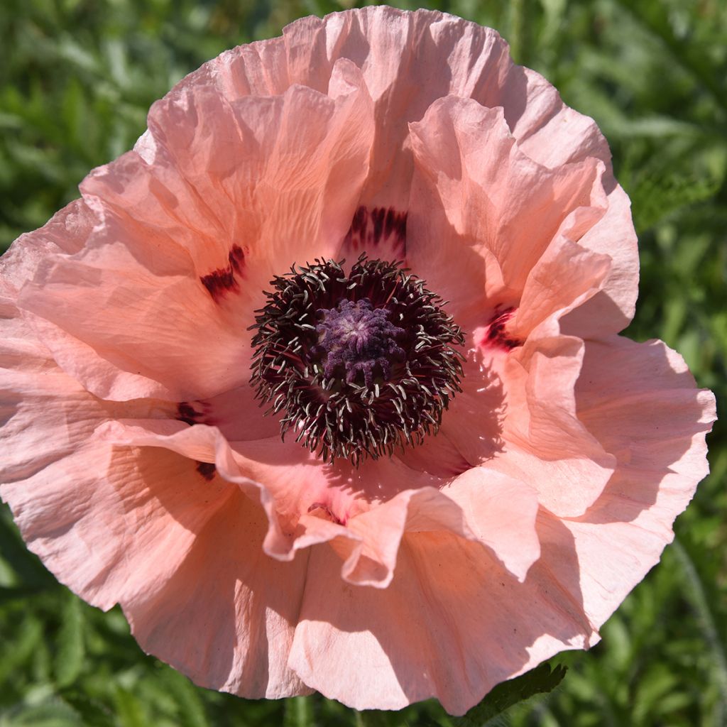 Pavot d'Orient Little Dancing Girl - Papaver orientale