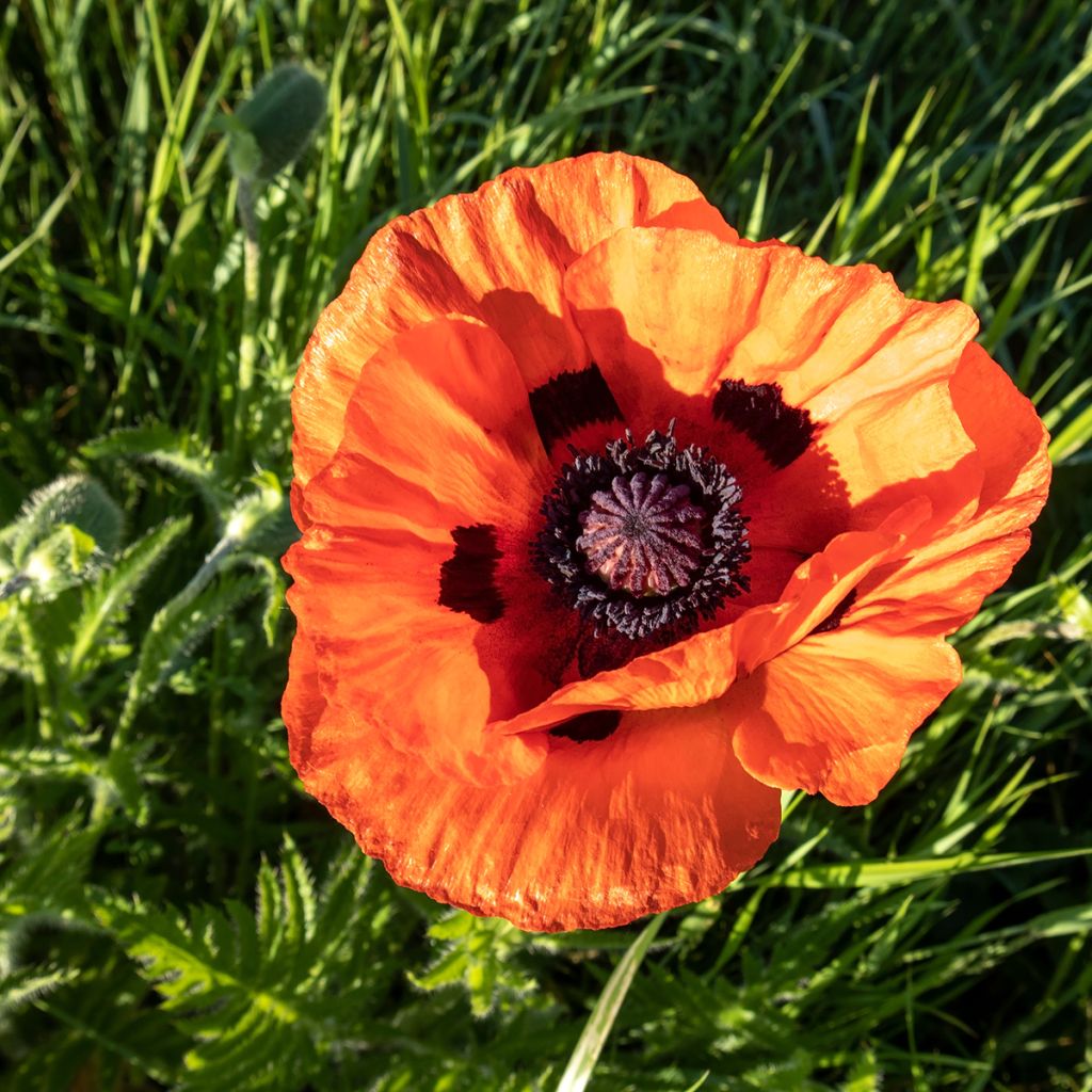 Pavot d'Orient Orange Glow - Papaver orientale