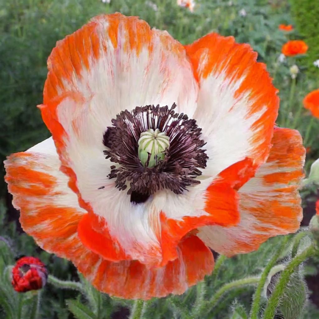 Pavot d'Orient Place Pigalle - Papaver orientale