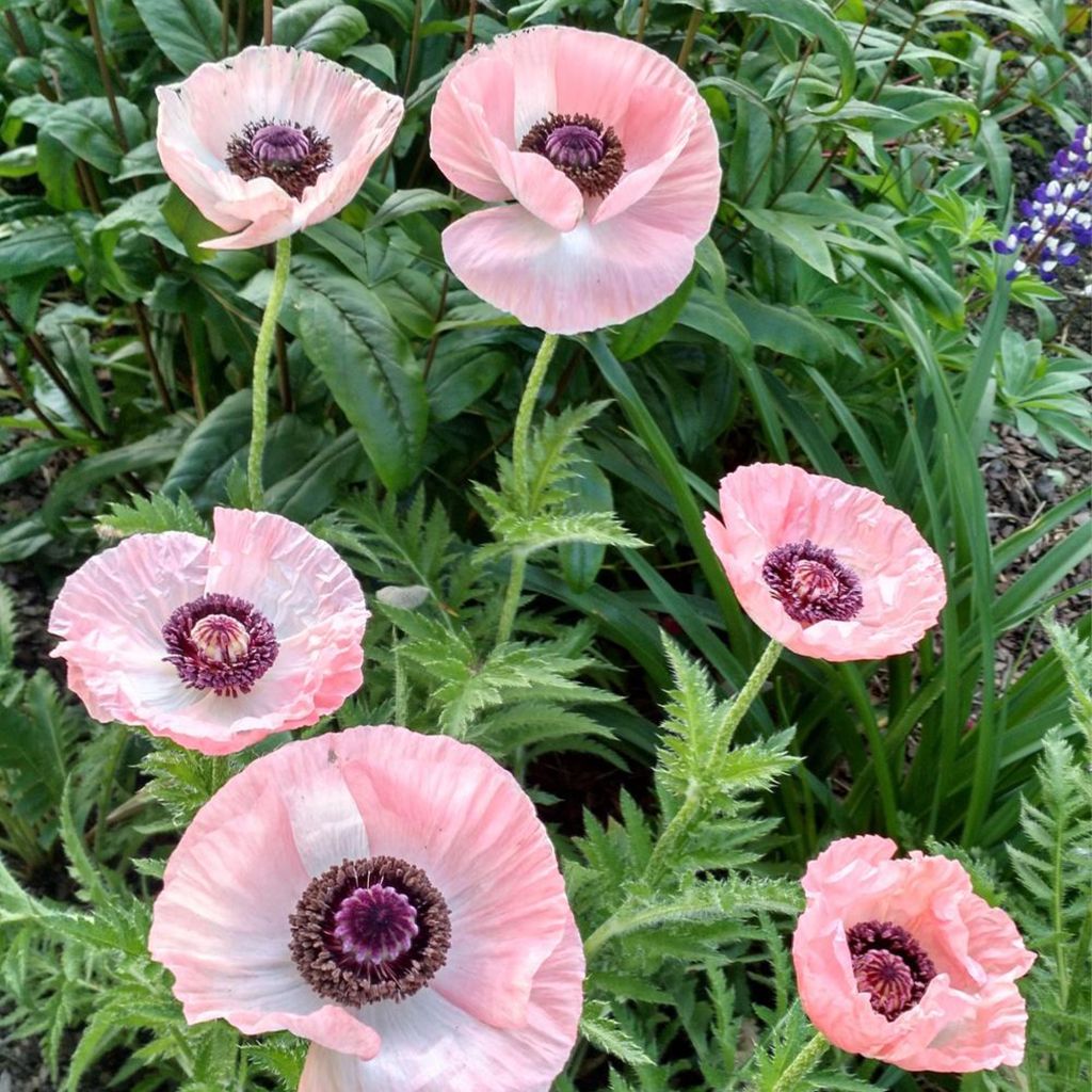 Pavot d'Orient Shasta - Papaver orientale