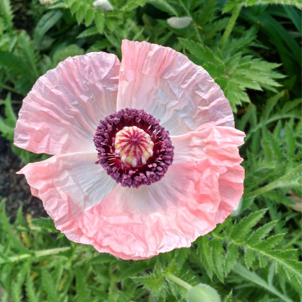 Pavot d'Orient Shasta - Papaver orientale