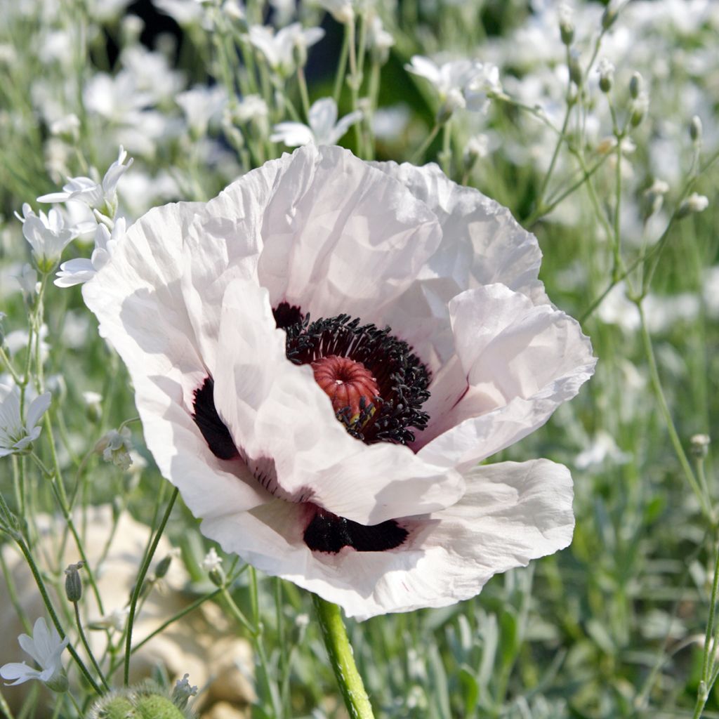 Pavot d'Orient Snow Goose - Papaver orientale