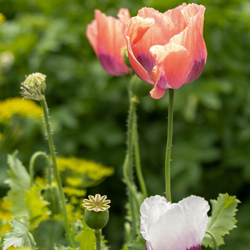 Pavot d'Orient Haremstraum - Papaver orientale