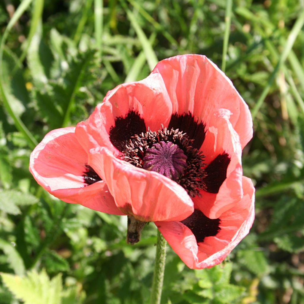 Pavot d'Orient Haremstraum - Papaver orientale