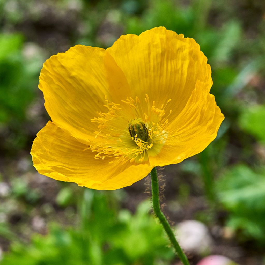 Pavot du Pays de Galles - Meconopsis cambrica