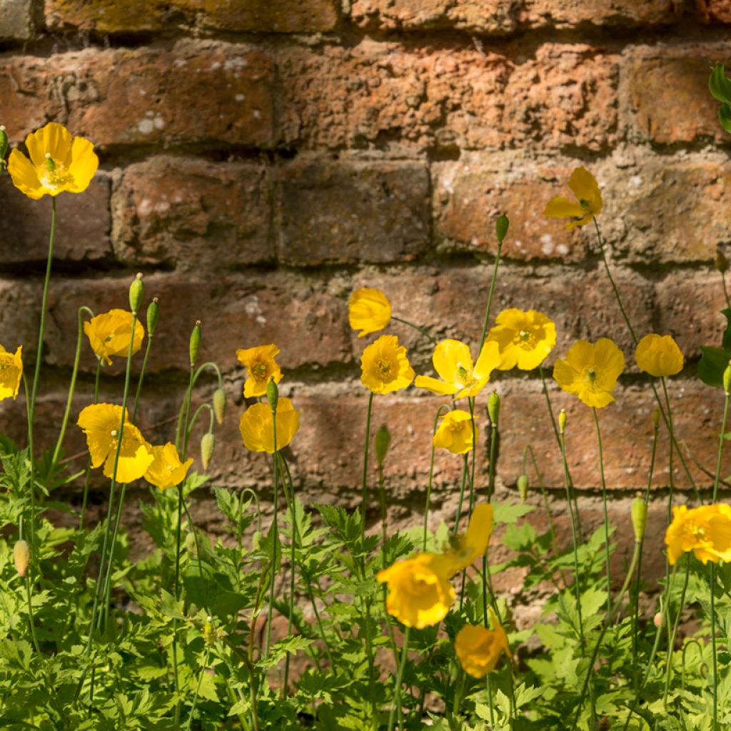 Pavot du Pays de Galles - Meconopsis cambrica