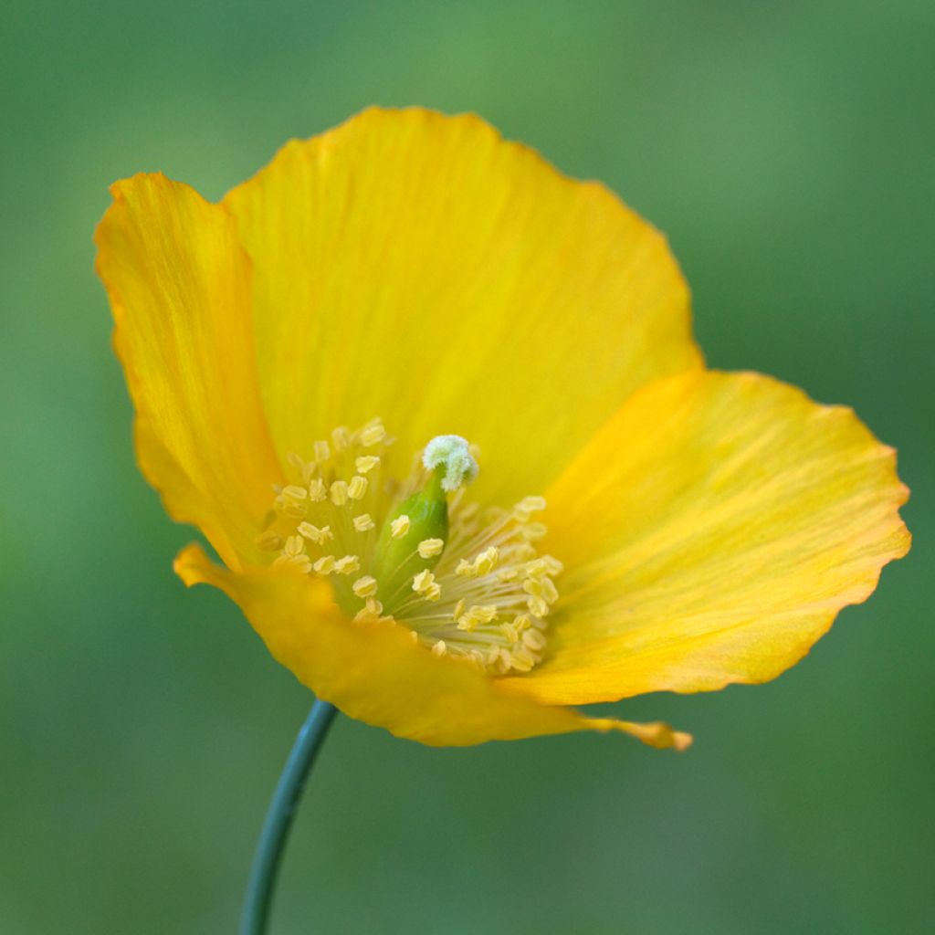 Pavot du Pays de Galles - Meconopsis cambrica