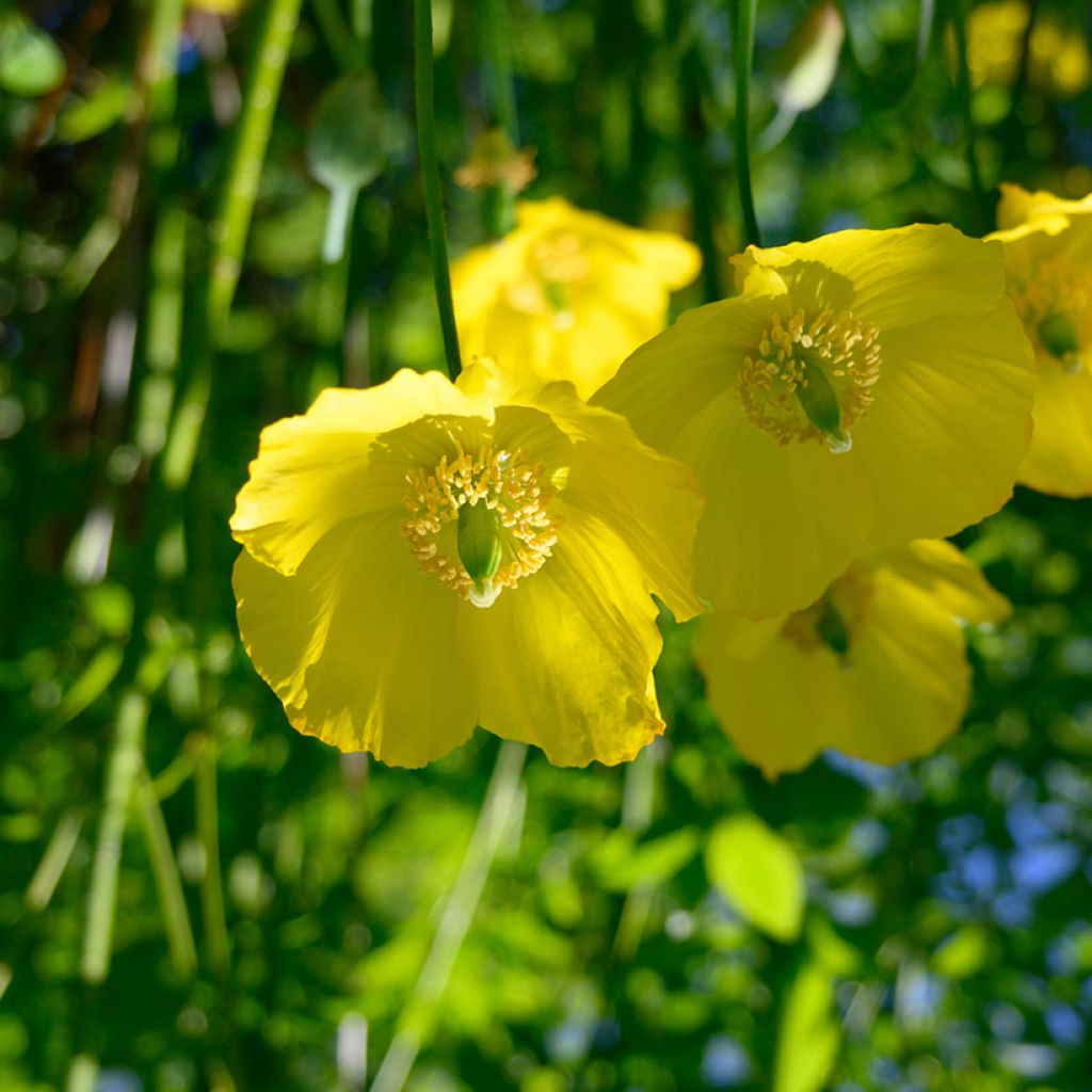 Pavot du Pays de Galles - Meconopsis cambrica