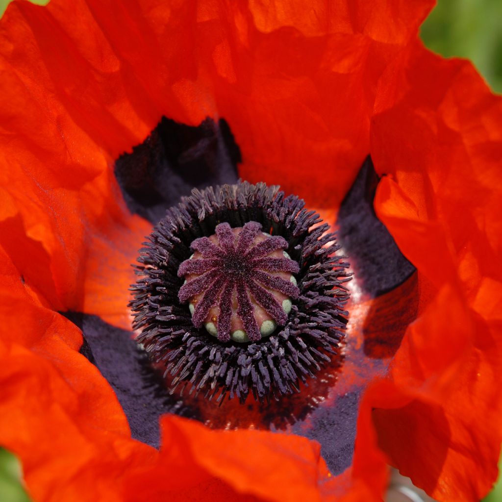 Pavot d'Orient Brilliant- Papaver orientale