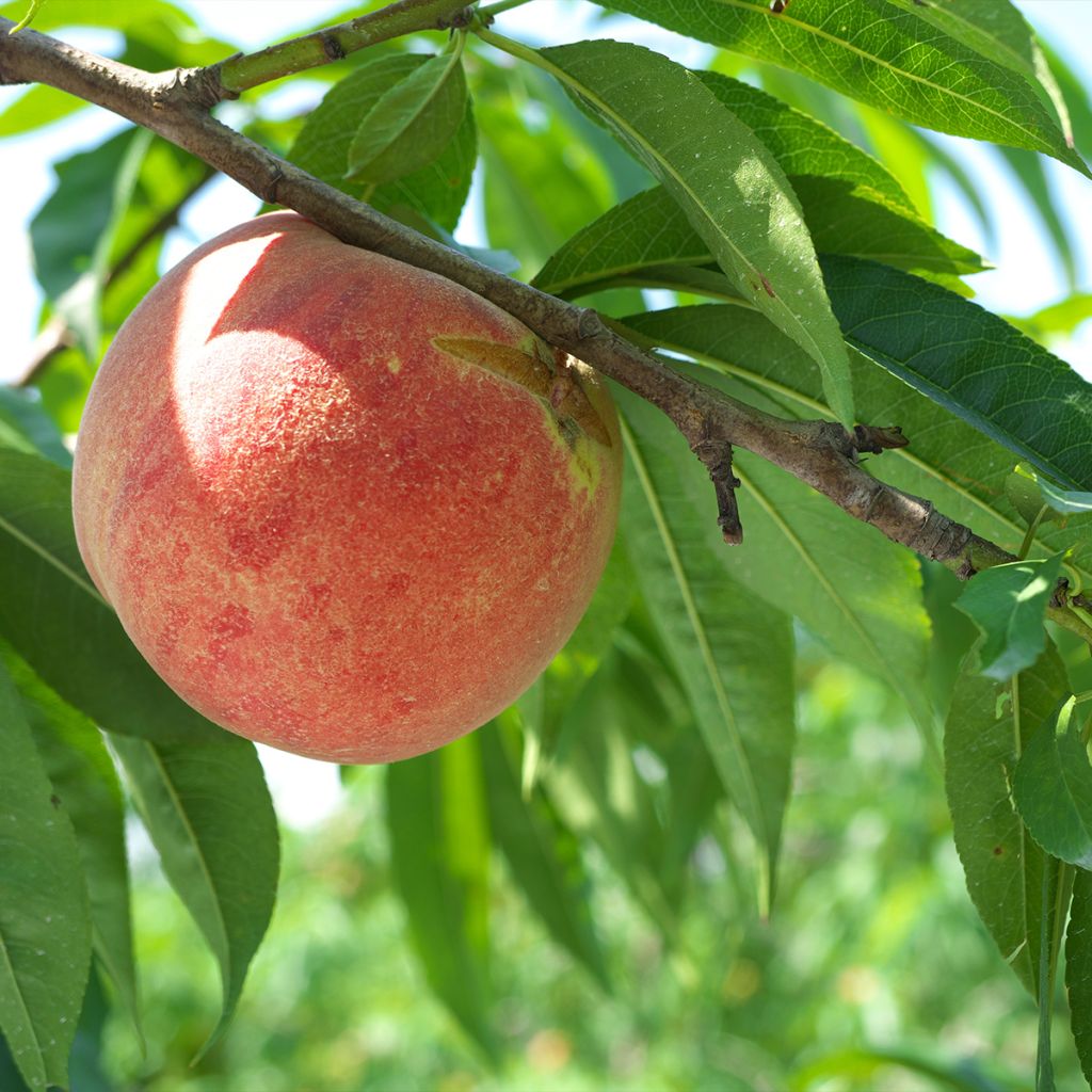 Pêcher Andromède - Prunus persica Demi-tige livrée en hauteur 130 cm en motte pret-a-planter