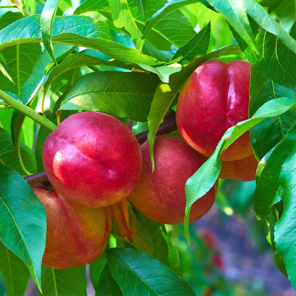 Pêcher nectarinier nain Fruit me Necta me