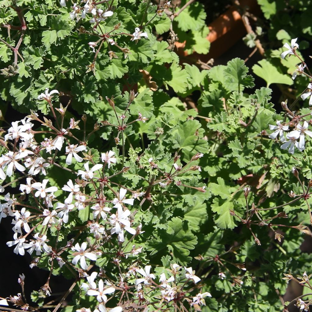 Pelargonium Ardwick Cinnamon - Géranium d'odeur parfum cannelle