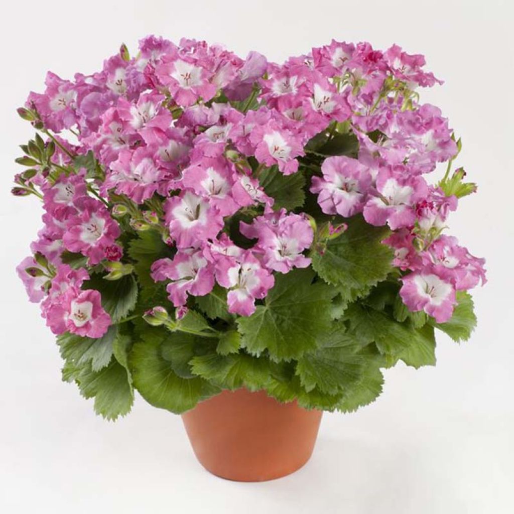 Pelargonium  Bermuda Pink - Géranium des fleuristes