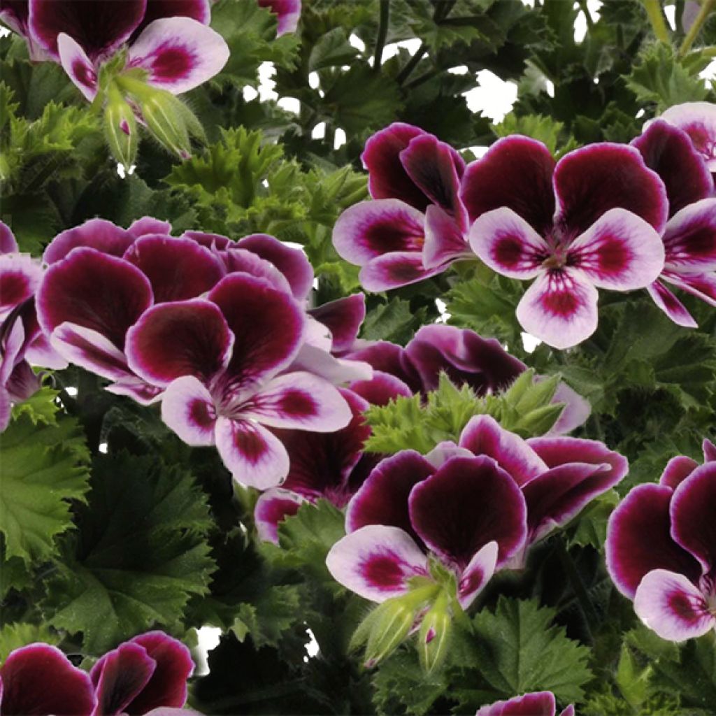 Pelargonium - Géranium Angel's Perfume