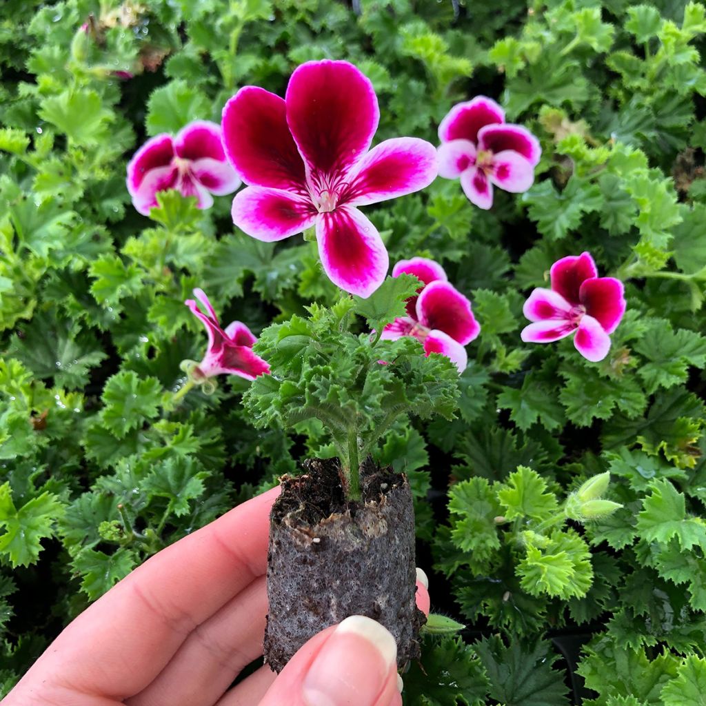 Pelargonium - Géranium Angel's Perfume