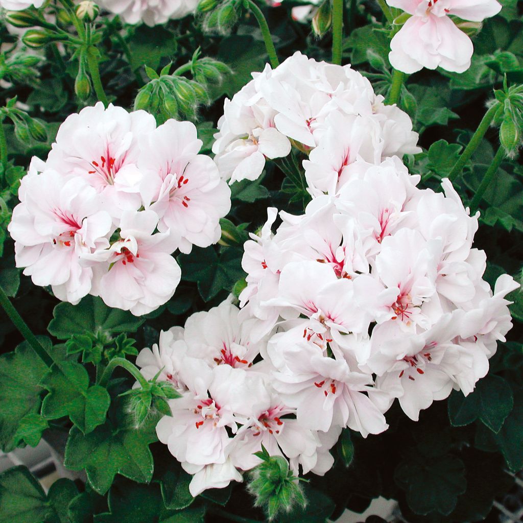 Pelargonium - Geranium lierre Blanche Roche.