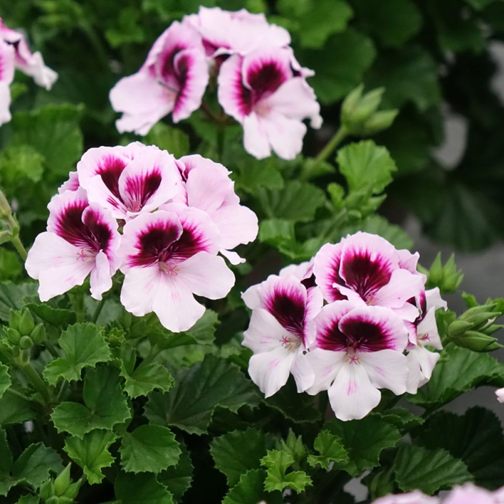 Pelargonium - Géranium parfumé Mosquitaway Lizzy