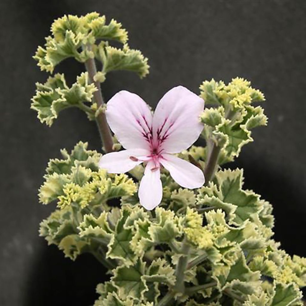 Pelargonium Prince Rupert - Géranium odorant au parfum de citron