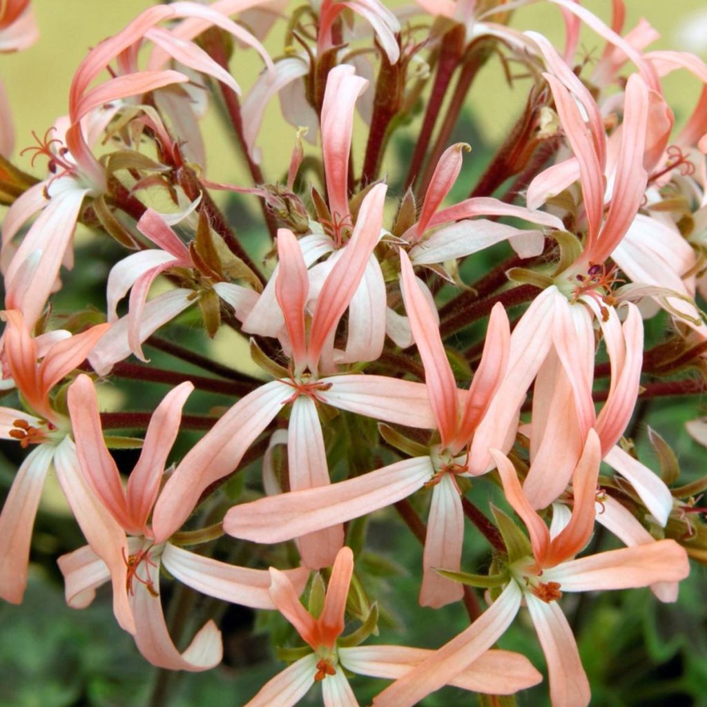 Pelargonium Stellar Bird Dancer - Géranium 