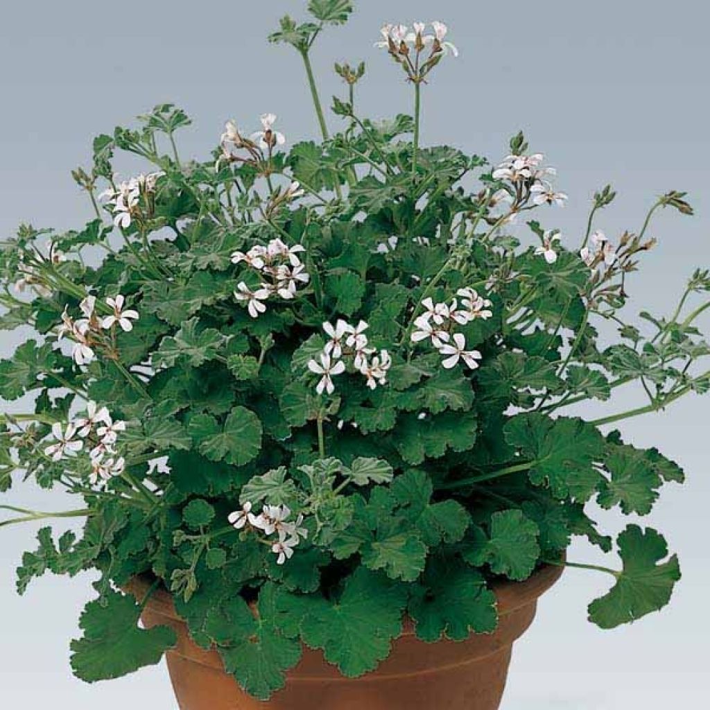 Pelargonium - Géranium parfumé fragrans Old Spice en pot