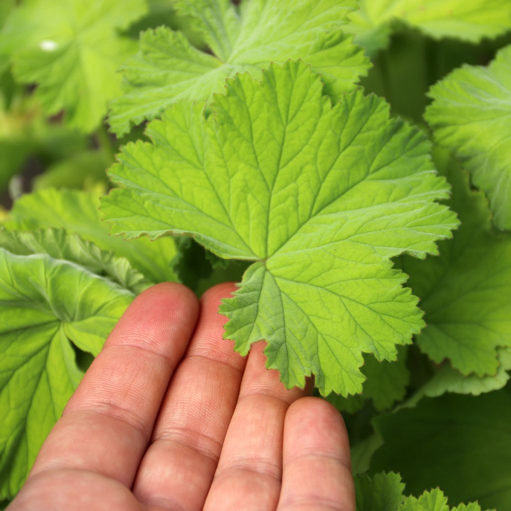 Pelargonium album - Géranium botanique parfumé