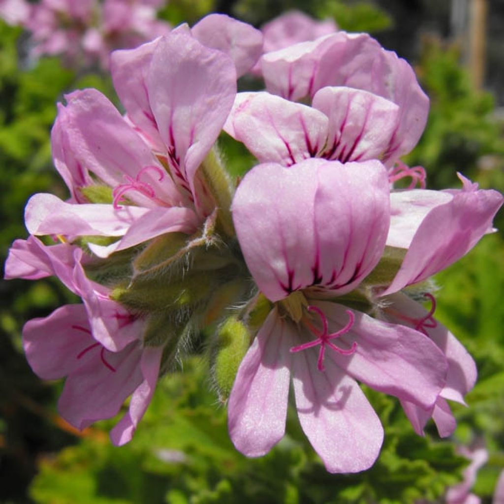 Pelargonium - Géranium parfumé Attar of Roses en motte