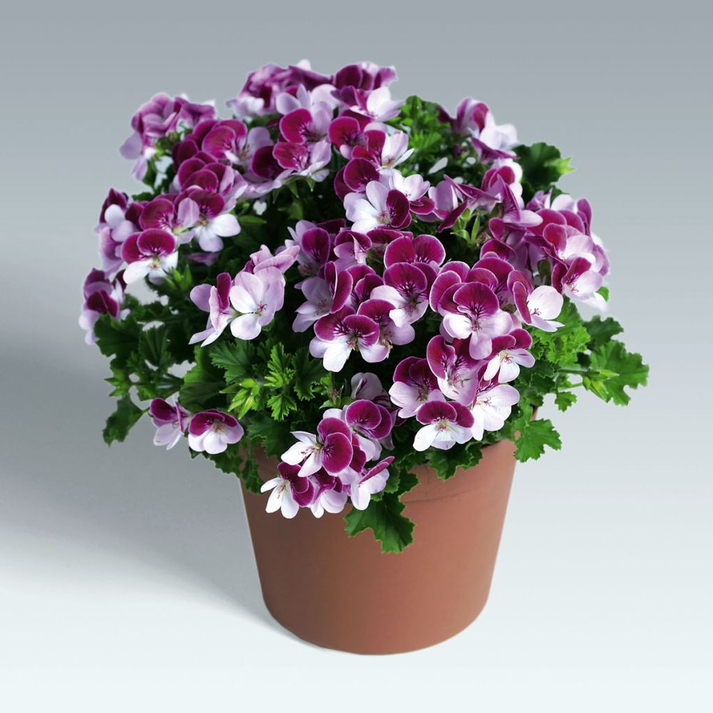 Pelargonium - Geranium Angel Eyes® Bicolor Purple White