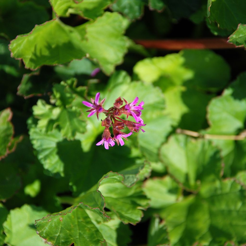 Pelargonium grossularioides - Pélargonium botanique