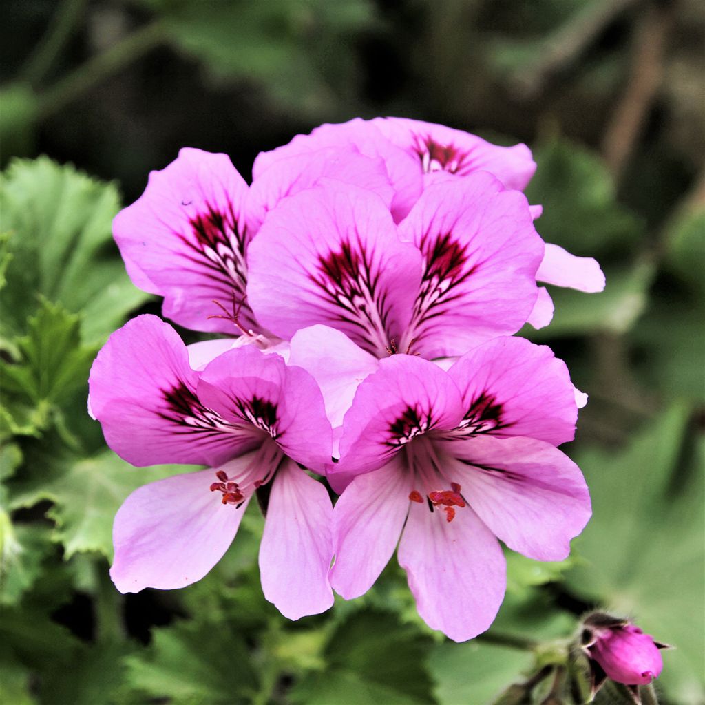 Pelargonium odorant Cola Bottles - Géranium parfum Coca Cola