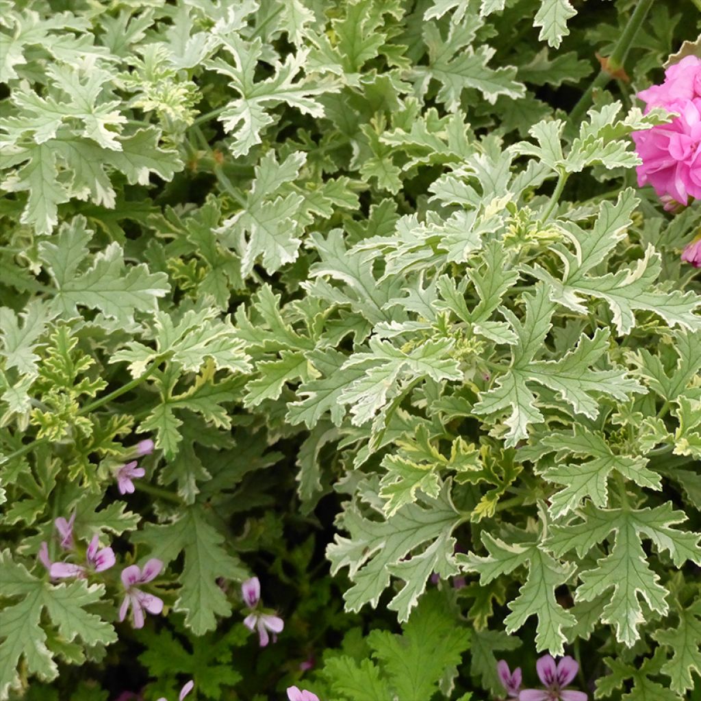 Pelargonium odorant Lady Plymouth - Géranium parfum de rose