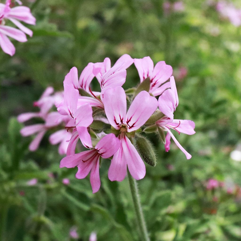 Pelargonium odorant Robert's Lemon Rose - Géranium parfum rose épicée 