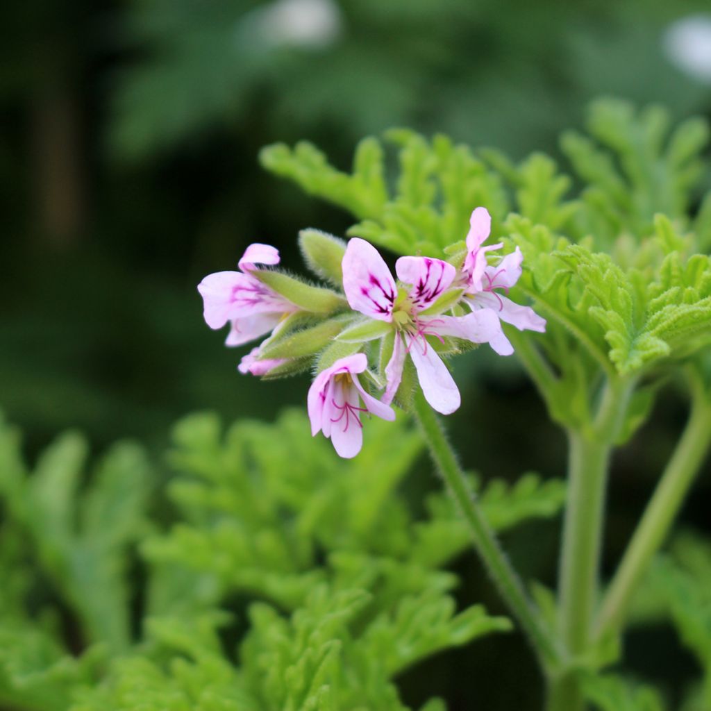 Pelargonium odorant White Graveolens - Géranium à forte odeur