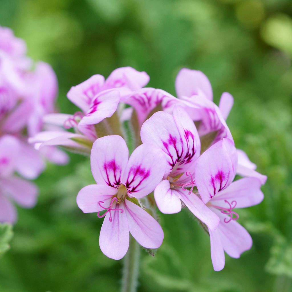 Pelargonium odorant White Graveolens - Géranium à forte odeur