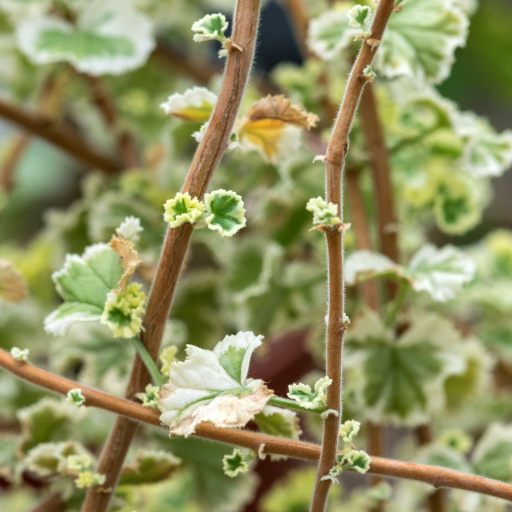 Pelargonium odorant fragrans Variegatum - Géranium parfum pin maritime