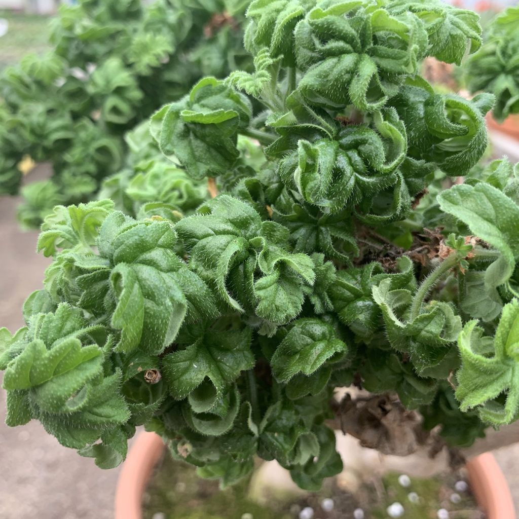 Pelargonium odorant graveolens Bontrosaï - Géranium parfum rose citron