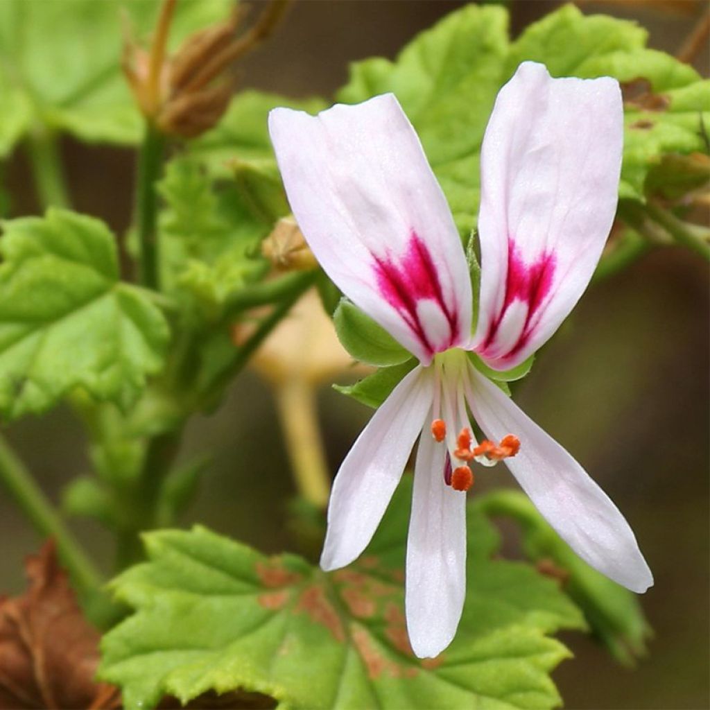 Pelargonium odorant greytonense - Géranium botanique parfum vanille